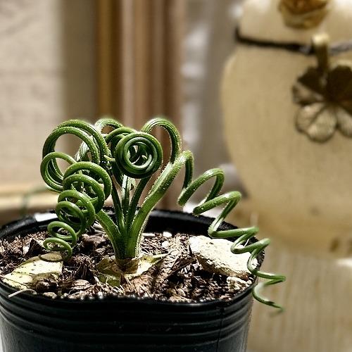 観葉植物　アルブカ スピラリス 2号ポット(個体おまかせ1鉢)　インテリアグリーン 室内園芸 おしゃれ 可愛い かわいい | 