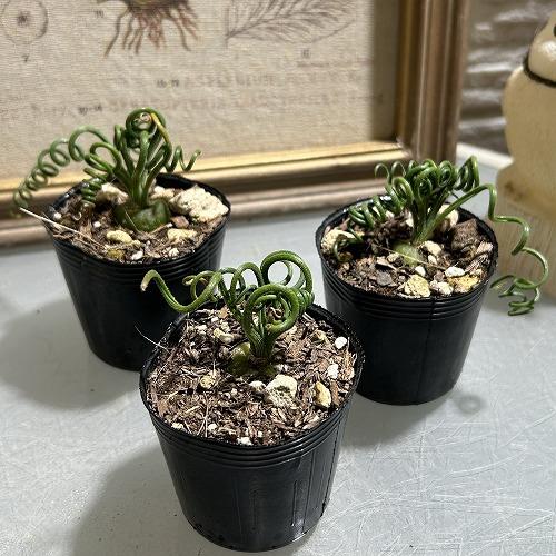 観葉植物　アルブカ スピラリス 2号ポット(個体おまかせ1鉢)　インテリアグリーン 室内園芸 おしゃれ 可愛い かわいい |  | 01