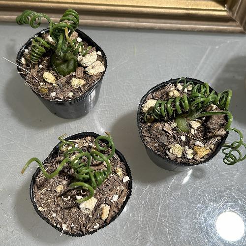 観葉植物　アルブカ スピラリス 2号ポット(個体おまかせ1鉢)　インテリアグリーン 室内園芸 おしゃれ 可愛い かわいい |  | 02