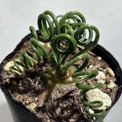 観葉植物　アルブカ スピラリス 2号ポット(個体おまかせ1鉢)　インテリアグリーン 室内園芸 おしゃれ 可愛い かわいい |  | 03