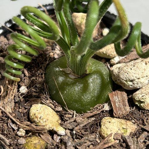 観葉植物　アルブカ スピラリス 2号ポット(個体おまかせ1鉢)　インテリアグリーン 室内園芸 おしゃれ 可愛い かわいい |  | 04