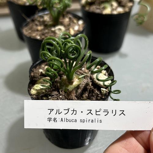 観葉植物　アルブカ スピラリス 2号ポット(個体おまかせ1鉢)　インテリアグリーン 室内園芸 おしゃれ 可愛い かわいい |  | 05