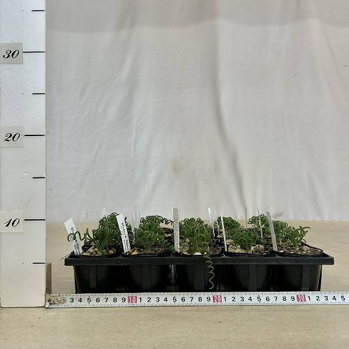 観葉植物　アルブカ スピラリス 2号ポット(個体おまかせ1鉢)　インテリアグリーン 室内園芸 おしゃれ 可愛い かわいい |  | 07