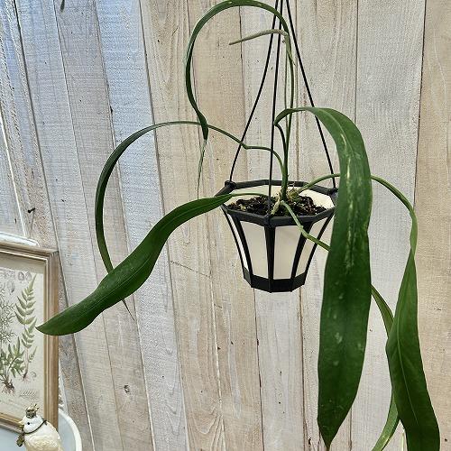 観葉植物 アンスリウム ビッタリフォリウム 5号吊り鉢(個体おまかせ1鉢