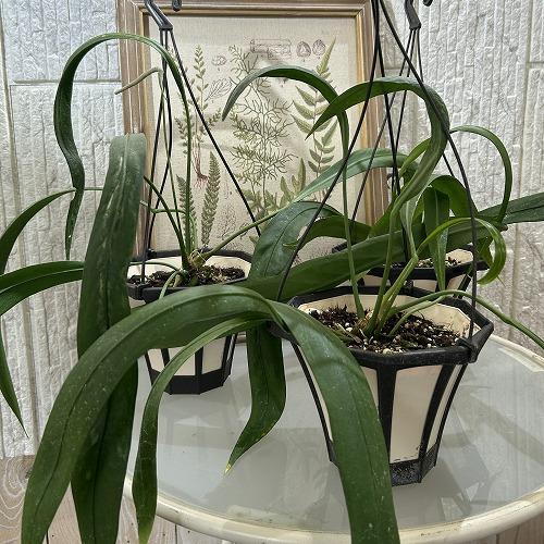 観葉植物 アンスリウム ビッタリフォリウム 5号吊り鉢(個体おまかせ1鉢