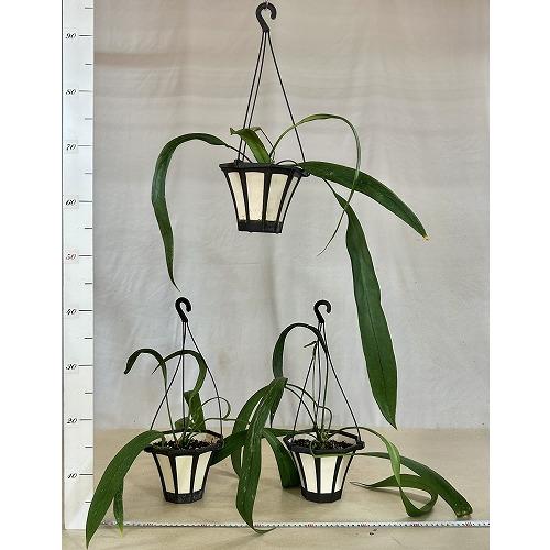 観葉植物 アンスリウム ビッタリフォリウム 5号吊り鉢(個体おまかせ1鉢