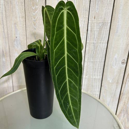 【葉傷みあり】アンスリウム ワロクアナム(ワロックエアヌム) 4号硬質超ロング(個体おまかせ1鉢)　観葉植物 インテリアグリーン 室内園芸 おしゃれ かわいい | 