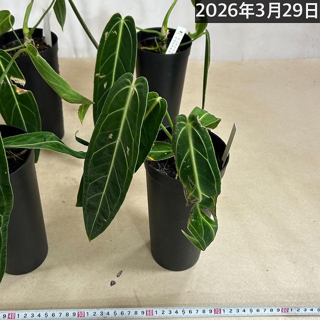 訳あり】【葉傷みあり】アンスリウム ワロクアナム 4号硬質超ロング