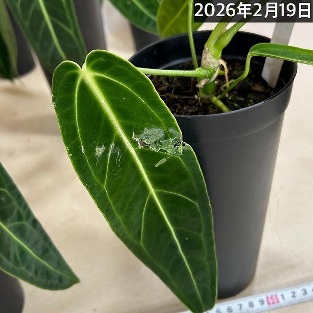 【葉傷みあり】アンスリウム ワロクアナム(ワロックエアヌム) 4号硬質超ロング(個体おまかせ1鉢)　観葉植物 インテリアグリーン 室内園芸 おしゃれ かわいい |  | 12