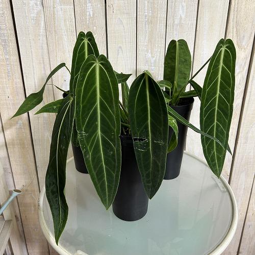 【葉傷みあり】アンスリウム ワロクアナム(ワロックエアヌム) 4号硬質超ロング(個体おまかせ1鉢)　観葉植物 インテリアグリーン 室内園芸 おしゃれ かわいい |  | 01