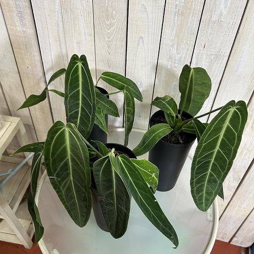 【葉傷みあり】アンスリウム ワロクアナム(ワロックエアヌム) 4号硬質超ロング(個体おまかせ1鉢)　観葉植物 インテリアグリーン 室内園芸 おしゃれ かわいい |  | 02