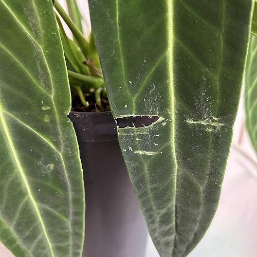 【葉傷みあり】アンスリウム ワロクアナム(ワロックエアヌム) 4号硬質超ロング(個体おまかせ1鉢)　観葉植物 インテリアグリーン 室内園芸 おしゃれ かわいい |  | 03