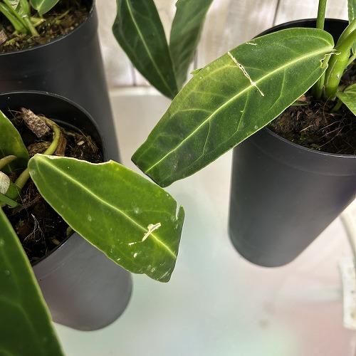 【葉傷みあり】アンスリウム ワロクアナム(ワロックエアヌム) 4号硬質超ロング(個体おまかせ1鉢)　観葉植物 インテリアグリーン 室内園芸 おしゃれ かわいい |  | 04