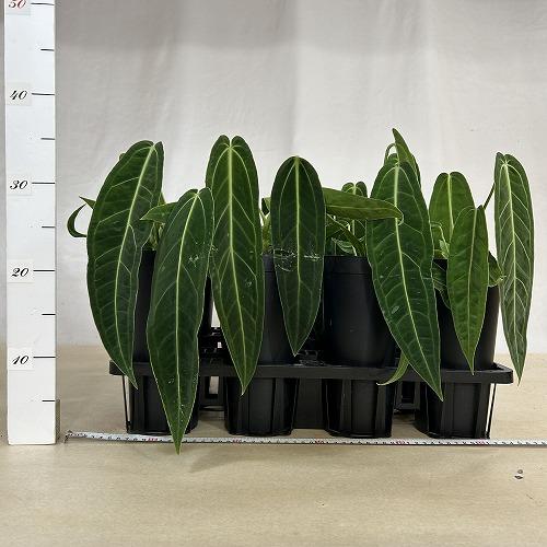 【葉傷みあり】アンスリウム ワロクアナム(ワロックエアヌム) 4号硬質超ロング(個体おまかせ1鉢)　観葉植物 インテリアグリーン 室内園芸 おしゃれ かわいい |  | 05