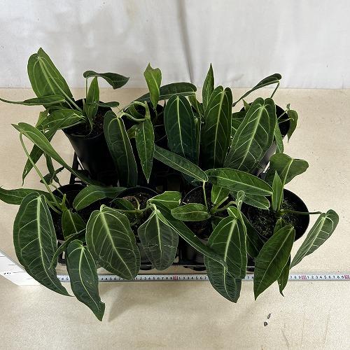 【葉傷みあり】アンスリウム ワロクアナム(ワロックエアヌム) 4号硬質超ロング(個体おまかせ1鉢)　観葉植物 インテリアグリーン 室内園芸 おしゃれ かわいい |  | 06