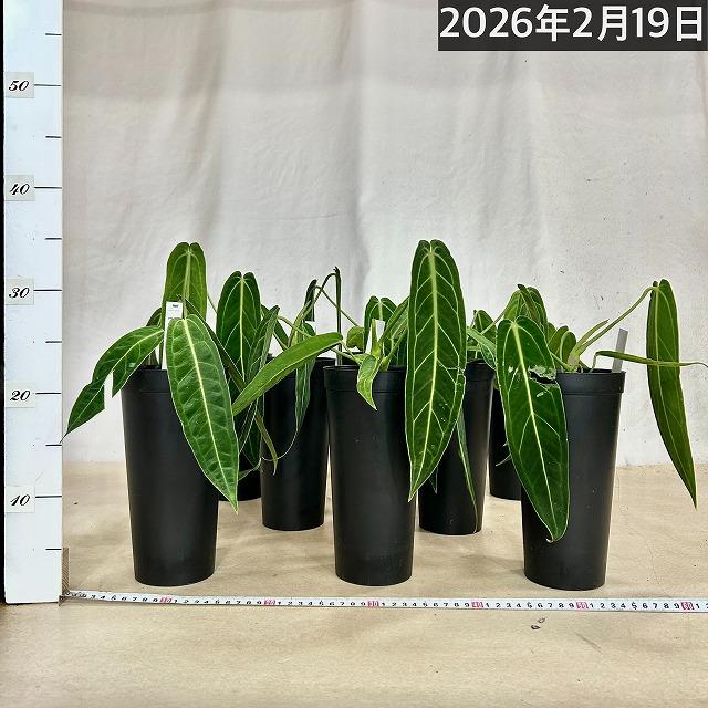 【葉傷みあり】アンスリウム ワロクアナム(ワロックエアヌム) 4号硬質超ロング(個体おまかせ1鉢)　観葉植物 インテリアグリーン 室内園芸 おしゃれ かわいい |  | 06