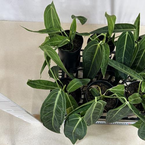 【葉傷みあり】アンスリウム ワロクアナム(ワロックエアヌム) 4号硬質超ロング(個体おまかせ1鉢)　観葉植物 インテリアグリーン 室内園芸 おしゃれ かわいい |  | 07