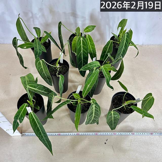 【葉傷みあり】アンスリウム ワロクアナム(ワロックエアヌム) 4号硬質超ロング(個体おまかせ1鉢)　観葉植物 インテリアグリーン 室内園芸 おしゃれ かわいい |  | 07