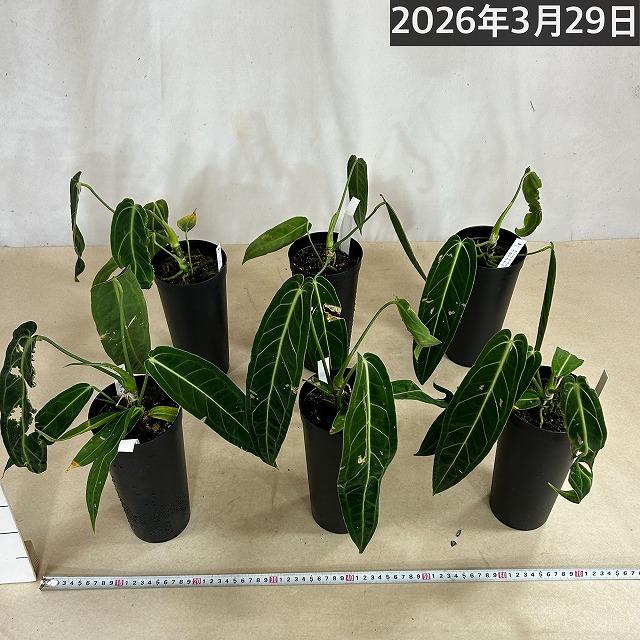 訳あり】【葉傷みあり】アンスリウム ワロクアナム 4号硬質超ロング