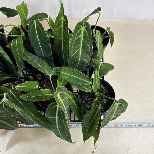 【葉傷みあり】アンスリウム ワロクアナム(ワロックエアヌム) 4号硬質超ロング(個体おまかせ1鉢)　観葉植物 インテリアグリーン 室内園芸 おしゃれ かわいい |  | 08