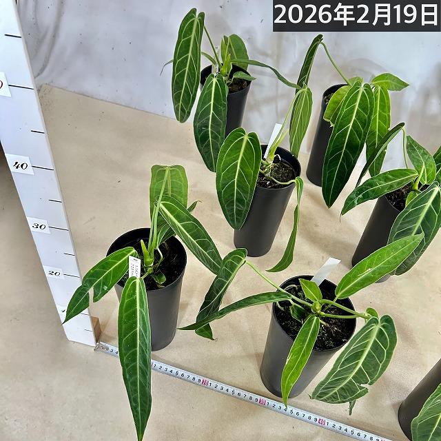 【葉傷みあり】アンスリウム ワロクアナム(ワロックエアヌム) 4号硬質超ロング(個体おまかせ1鉢)　観葉植物 インテリアグリーン 室内園芸 おしゃれ かわいい |  | 08