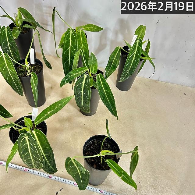 【葉傷みあり】アンスリウム ワロクアナム(ワロックエアヌム) 4号硬質超ロング(個体おまかせ1鉢)　観葉植物 インテリアグリーン 室内園芸 おしゃれ かわいい |  | 09