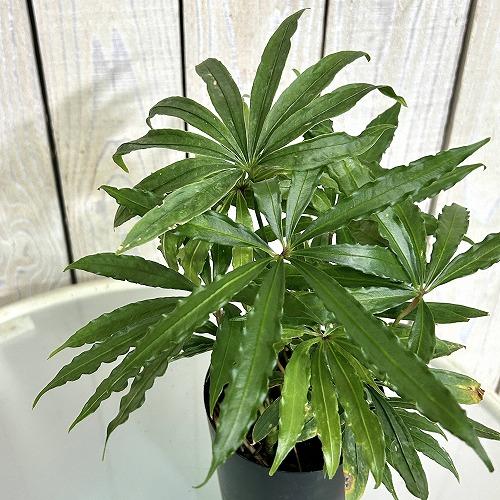 観葉植物 アンスリウム ポリスキスツム ツイード 3.5号硬質ロング 葉
