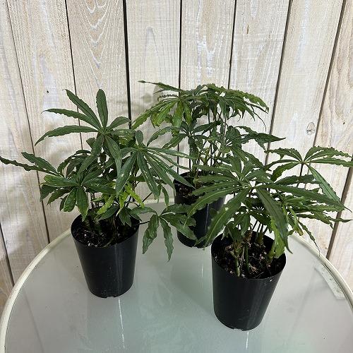 観葉植物 アンスリウム ポリスキスツム ツイード 3.5号硬質ロング 葉