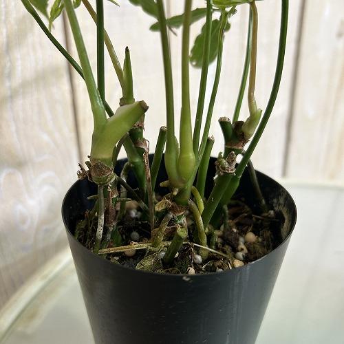 観葉植物 アンスリウム ポリスキスツム ツイード 3.5号硬質ロング 葉