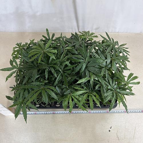 観葉植物 アンスリウム ポリスキスツム ツイード 3.5号硬質ロング 葉