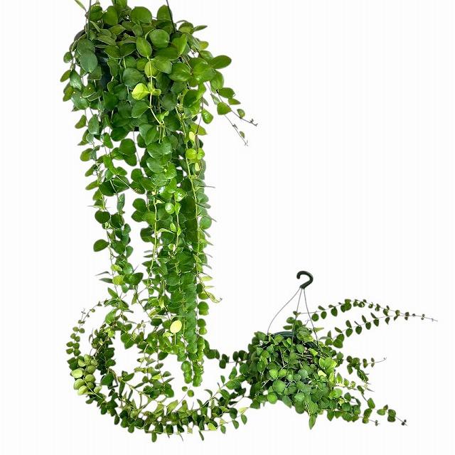 観葉植物　【ロングタイプ】エスキナンサス タイピンク 5号吊り鉢(個体おまかせ1鉢)　インテリアグリーン 室内園芸 おしゃれ 可愛い かわいい |  | 01