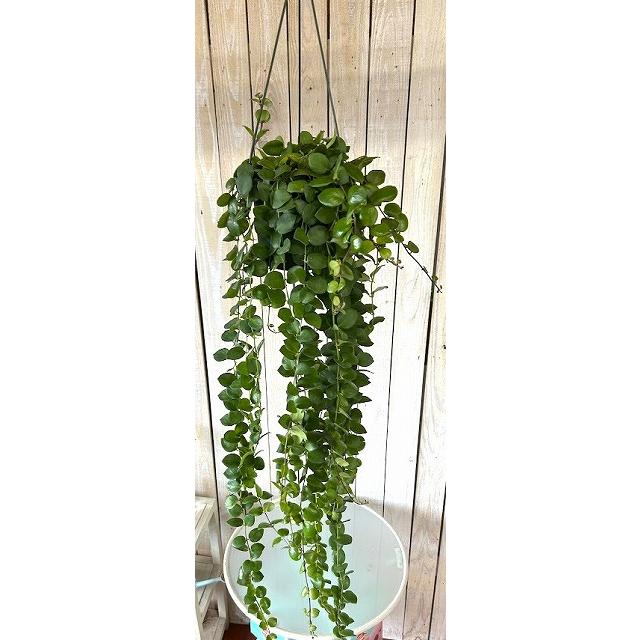 観葉植物　【ロングタイプ】エスキナンサス タイピンク 5号吊り鉢(個体おまかせ1鉢)　インテリアグリーン 室内園芸 おしゃれ 可愛い かわいい |  | 02