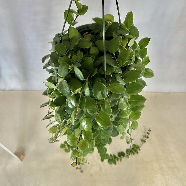観葉植物　【ロングタイプ】エスキナンサス タイピンク 5号吊り鉢(個体おまかせ1鉢)　インテリアグリーン 室内園芸 おしゃれ 可愛い かわいい |  | 03