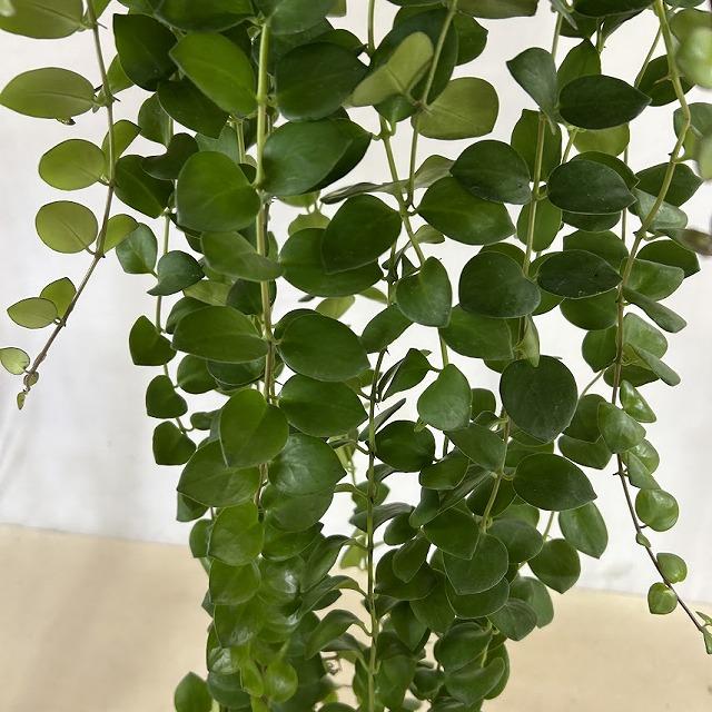 観葉植物　【ロングタイプ】エスキナンサス タイピンク 5号吊り鉢(個体おまかせ1鉢)　インテリアグリーン 室内園芸 おしゃれ 可愛い かわいい |  | 04