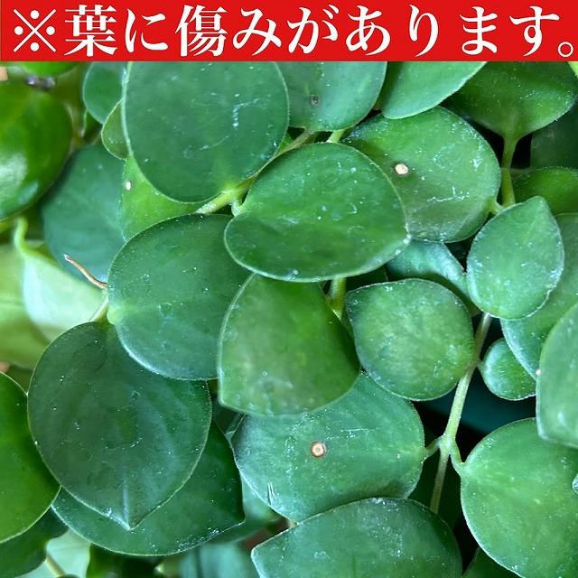 観葉植物　【ロングタイプ】エスキナンサス タイピンク 5号吊り鉢(個体おまかせ1鉢)　インテリアグリーン 室内園芸 おしゃれ 可愛い かわいい |  | 05