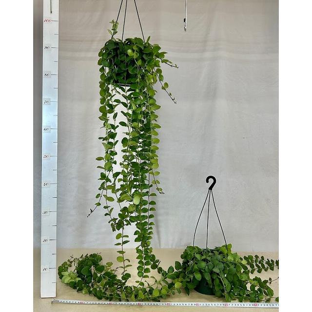 観葉植物　【ロングタイプ】エスキナンサス タイピンク 5号吊り鉢(個体おまかせ1鉢)　インテリアグリーン 室内園芸 おしゃれ 可愛い かわいい |  | 06