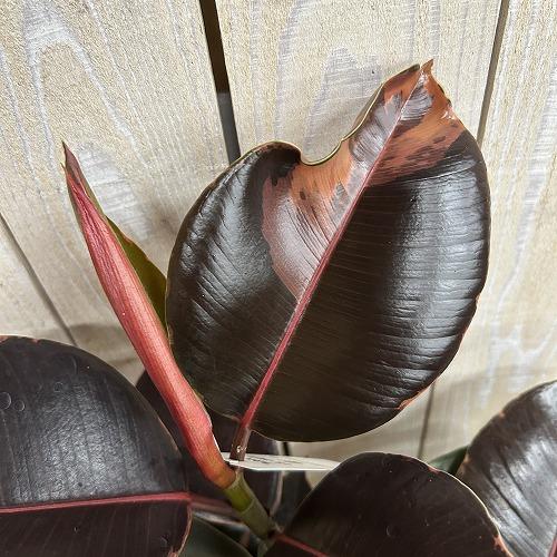 観葉植物 フィカス ブルールビー 4号ロングポット(個体おまかせ1鉢