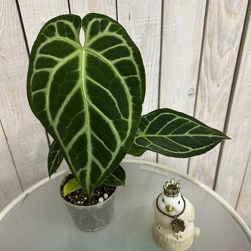 観葉植物　アンスリウム レガレ 3.5号硬質ポット(個体おまかせ1鉢)　インテリアグリーン 室内園芸 おしゃれ 可愛い かわいい | 