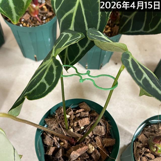 人気】アンスリウム レガレ 3.5号硬質ポット(個体おまかせ1鉢)※葉傷み