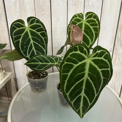 観葉植物　アンスリウム レガレ 3.5号硬質ポット(個体おまかせ1鉢)　インテリアグリーン 室内園芸 おしゃれ 可愛い かわいい |  | 01