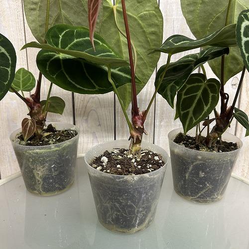 観葉植物　アンスリウム レガレ 3.5号硬質ポット(個体おまかせ1鉢)　インテリアグリーン 室内園芸 おしゃれ 可愛い かわいい |  | 02