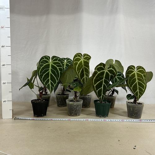 観葉植物　アンスリウム レガレ 3.5号硬質ポット(個体おまかせ1鉢)　インテリアグリーン 室内園芸 おしゃれ 可愛い かわいい |  | 03