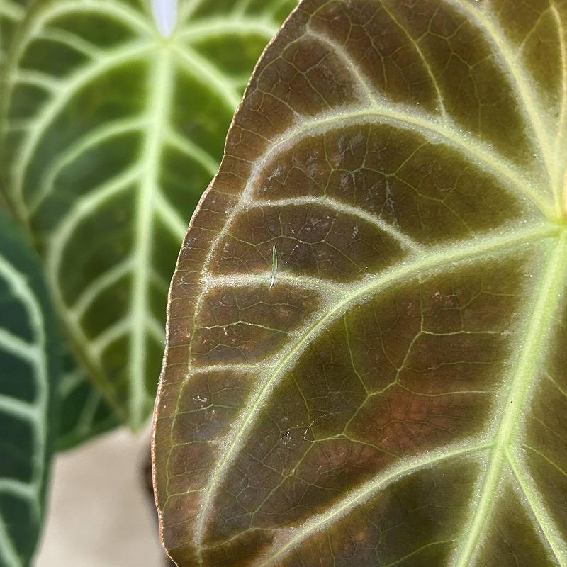 【おすすめ】アンスリウム レガレ 3.5号硬質ポット(個体おまかせ1鉢)　観葉植物 インテリアグリーン 室内園芸 おしゃれ 可愛い かわいい |  | 03