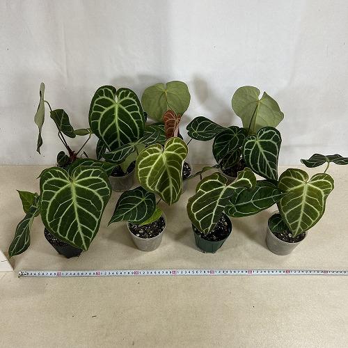 観葉植物　アンスリウム レガレ 3.5号硬質ポット(個体おまかせ1鉢)　インテリアグリーン 室内園芸 おしゃれ 可愛い かわいい |  | 04