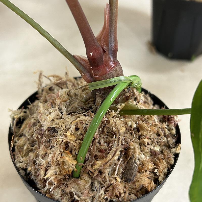 【おすすめ】アンスリウム レガレ 3.5号硬質ポット(個体おまかせ1鉢)　観葉植物 インテリアグリーン 室内園芸 おしゃれ 可愛い かわいい |  | 04