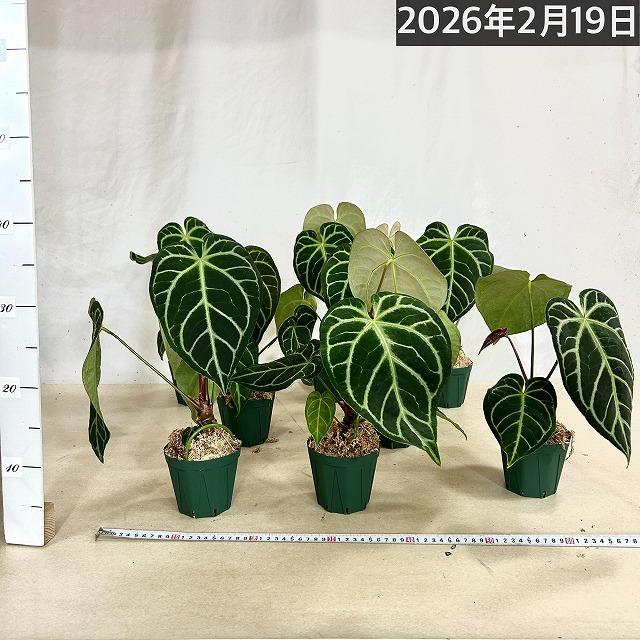 【おすすめ】アンスリウム レガレ 3.5号硬質ポット(個体おまかせ1鉢)　観葉植物 インテリアグリーン 室内園芸 おしゃれ 可愛い かわいい |  | 05