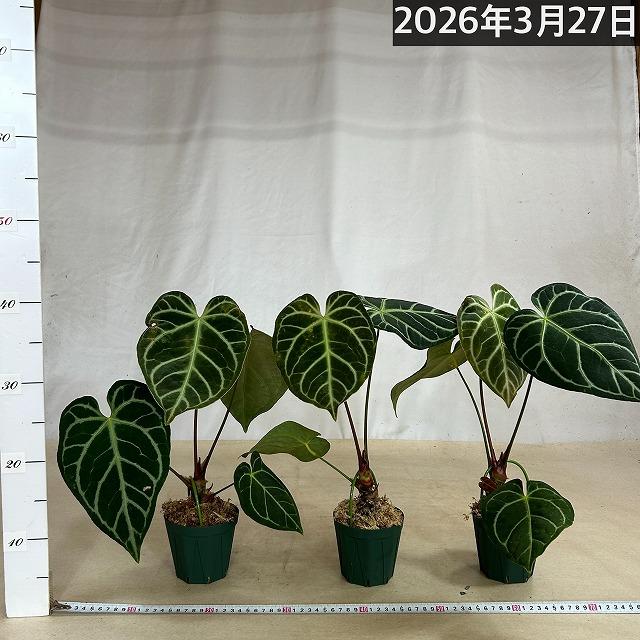 【人気】アンスリウム レガレ 3.5号硬質ポット(個体おまかせ1鉢)　観葉植物 インテリアグリーン 室内園芸 おしゃれ 可愛い かわいい |  | 05