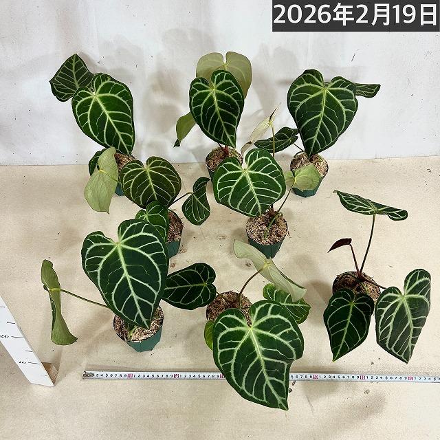 【おすすめ】アンスリウム レガレ 3.5号硬質ポット(個体おまかせ1鉢)　観葉植物 インテリアグリーン 室内園芸 おしゃれ 可愛い かわいい |  | 06