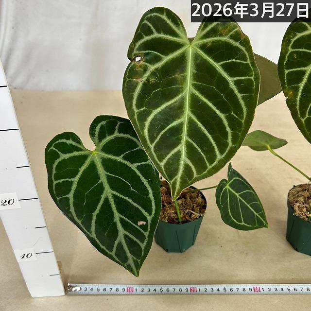 【人気】アンスリウム レガレ 3.5号硬質ポット(個体おまかせ1鉢)　観葉植物 インテリアグリーン 室内園芸 おしゃれ 可愛い かわいい |  | 06