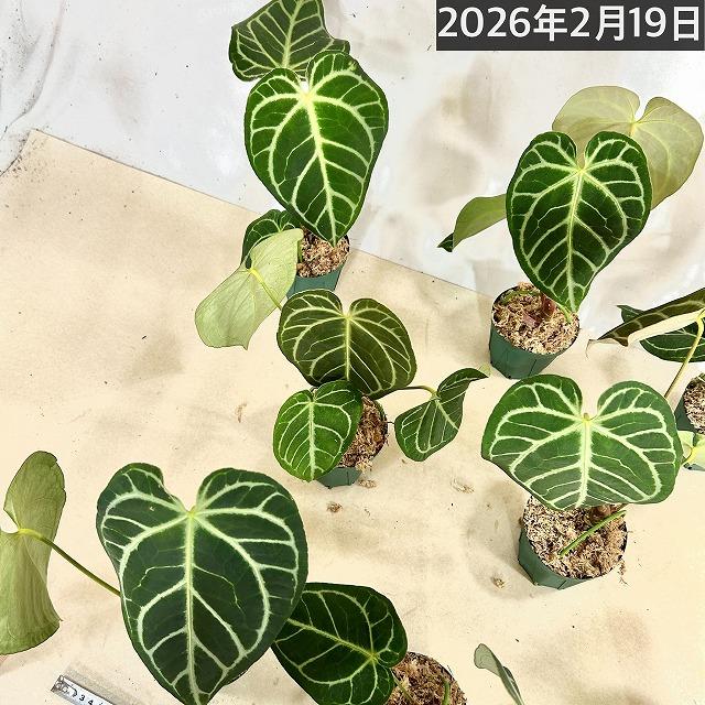 【おすすめ】アンスリウム レガレ 3.5号硬質ポット(個体おまかせ1鉢)　観葉植物 インテリアグリーン 室内園芸 おしゃれ 可愛い かわいい |  | 07